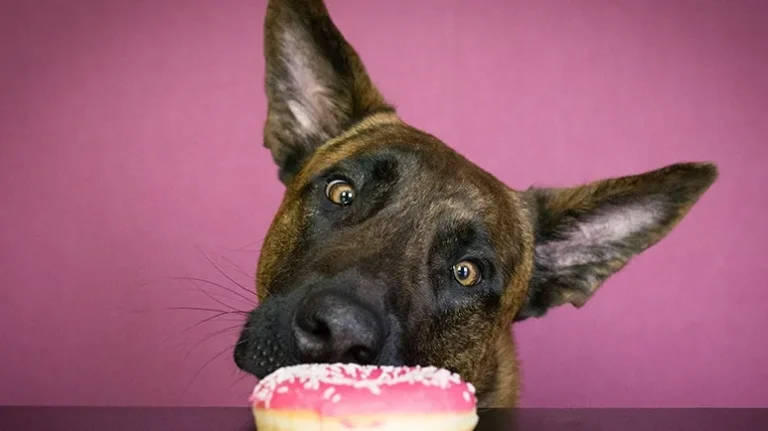 That 'Sweet Treat' Might Not Be So Sweet After All