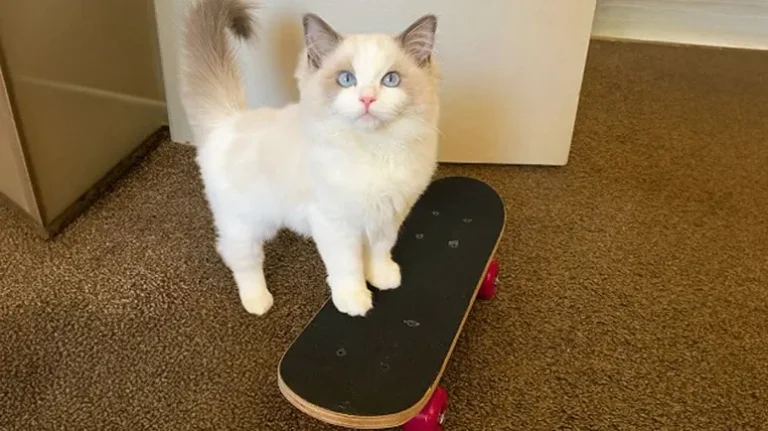 The Cat Who Loves Skateboarding