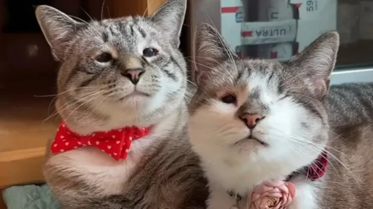 The Cat with Eyes Like a Human The Cat with Eyes Like a Human