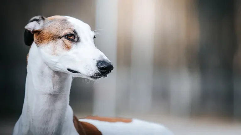 The Cruel Reality of Greyhound Racing