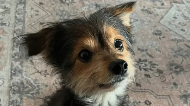 The Dog Who Aged in Reverse The Dog Who Aged in Reverse