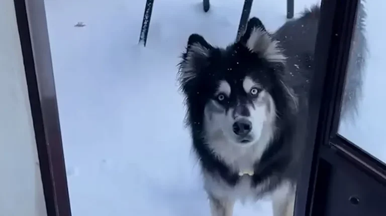 The Dog Who Came Back to Life in the Snow