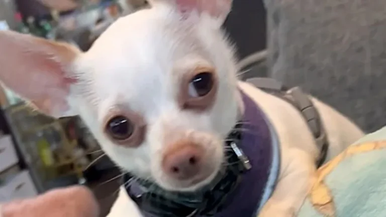 The Dog Who Won't Stop Trying to Play