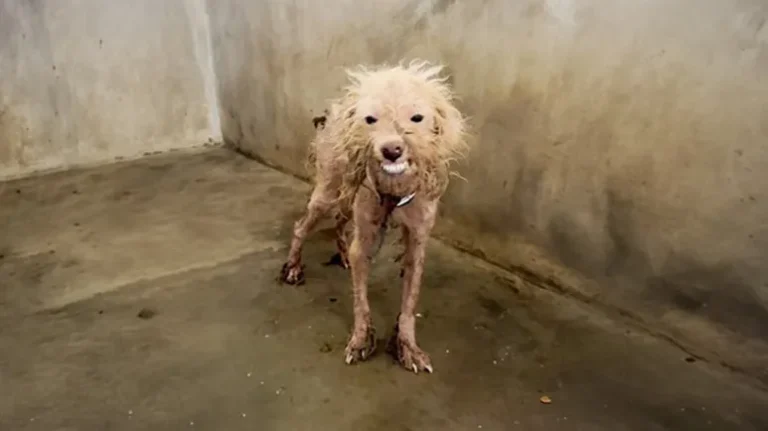 The Half-Bald Dog No One Saw Coming The Half-Bald Dog No One Saw Coming