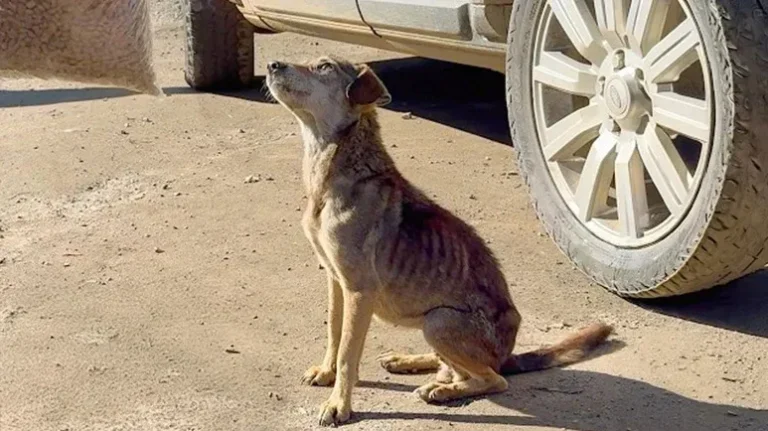 The Kindest Stray You'll Ever Meet