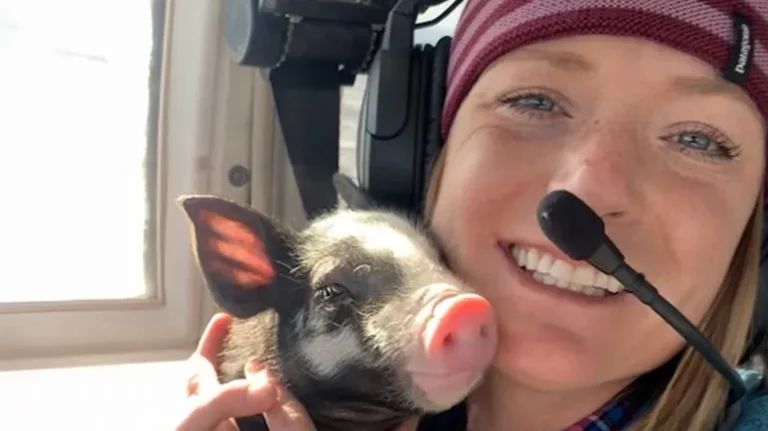 The Little Pig Who Beat the Odds The Little Pig Who Beat the Odds