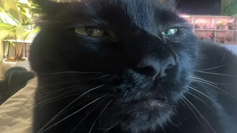 The Loudest Purr You've Ever Heard