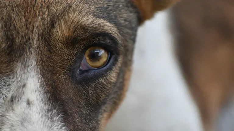 The Silent Condition That Slowly Steals Your Dog's Sight