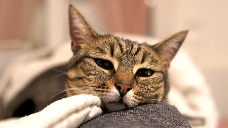 The Silent Health Risk Many Cat Parents Miss