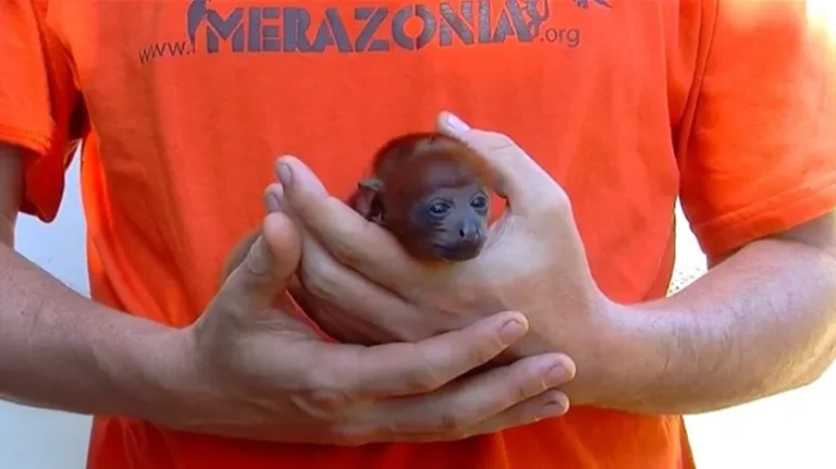 The Tiny Monkey Who Found Her Kind The Tiny Monkey Who Found Her Kind