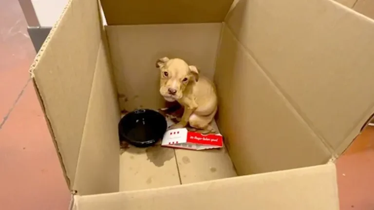 The Tiny Puppy Who Wasn't Supposed to Survive The Tiny Puppy Who Wasn't Supposed to Survive