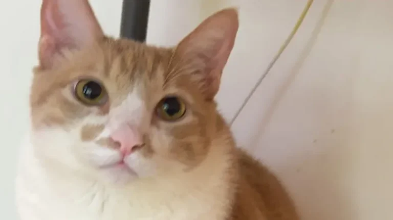 This Cat Brings Her Human Slippers This Cat Brings Her Human Slippers
