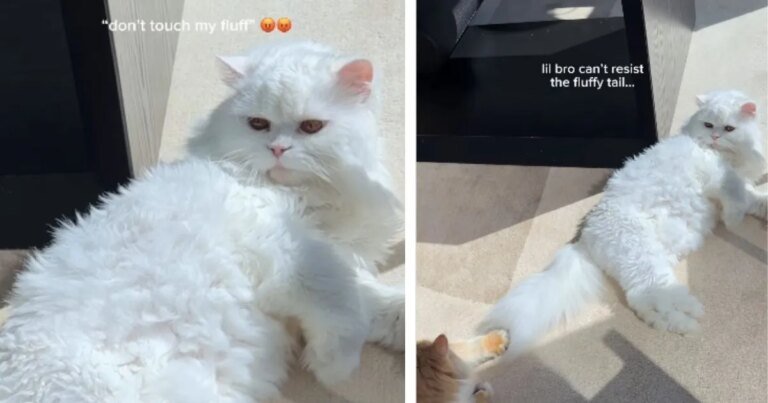 This Cat Can’t Resist His Big Sister’s Fluffy Tail This Cat Can’t Resist His Big Sister’s Fluffy Tail