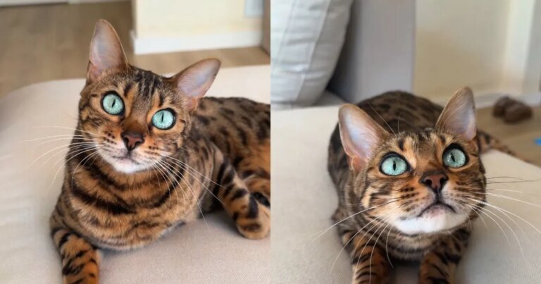 This Cat’s Eyes Have Undergone a Stunning Transformation This Cat’s Eyes Have Undergone a Stunning Transformation