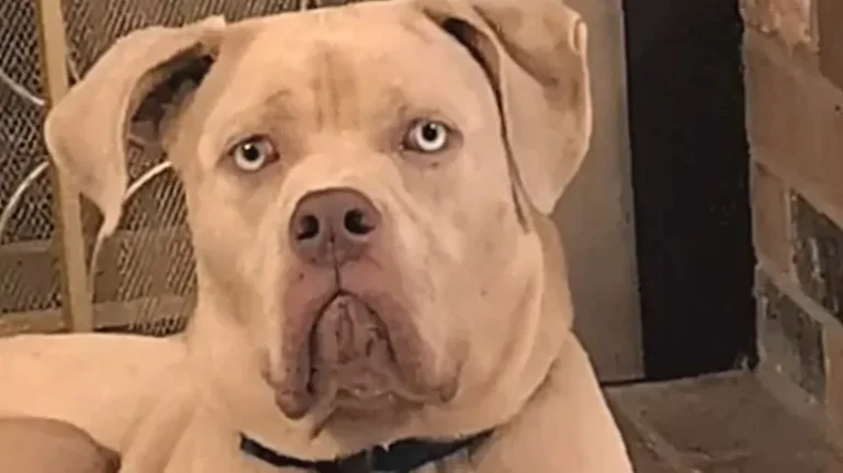This Dog Throws Dinner Tantrums This Dog Throws Dinner Tantrums