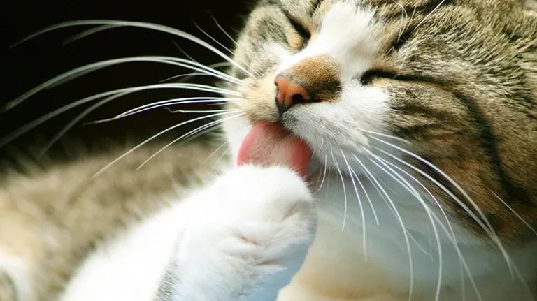 This ‘Normal’ Cat Habit Is Not Always Harmless This 'Normal' Cat Habit Is Not Always Harmless