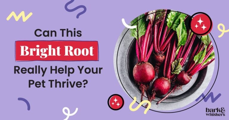 This Vibrant Root Veggie Offers Your Pet Antioxidants This Vibrant Root Veggie Offers Your Pet Antioxidants