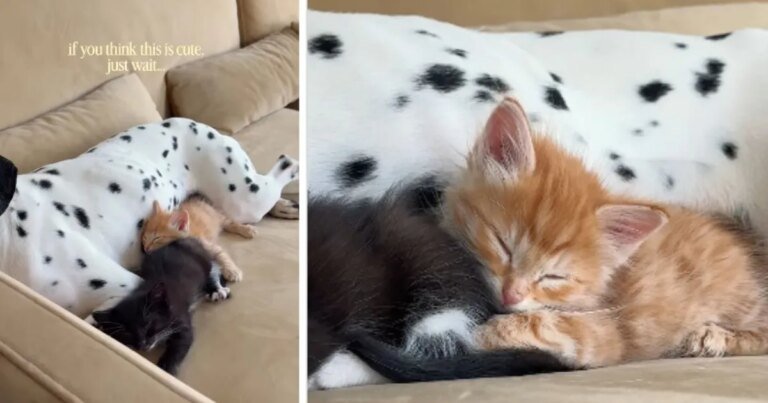 Tiny Rescue Kittens Find Safe Spot With Big Dog as They Cuddle Together