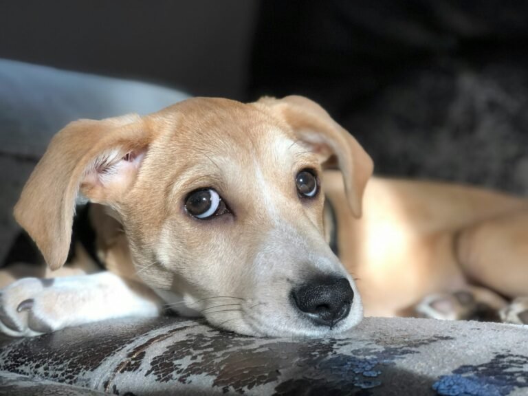 What Is the Puppy Fear Period?