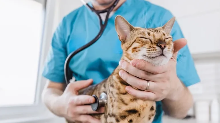 What Your Cat's Heart Rate Says About Their Health