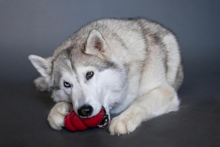 What are the best chew toys for dogs? Dog chewing Kong toy. What are the best toys for dogs who like to shred