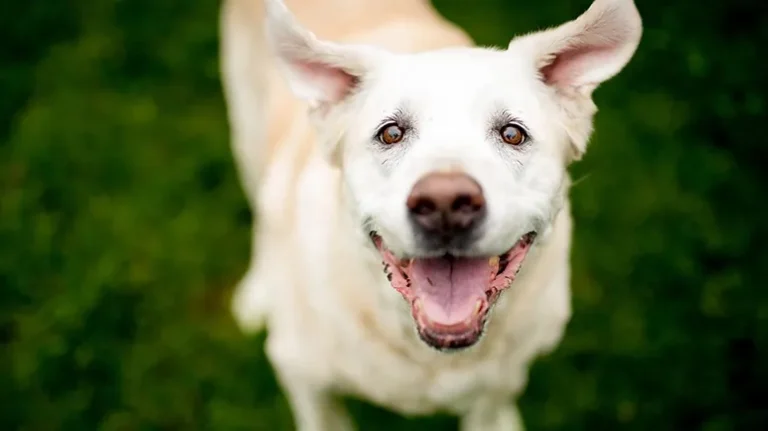 What if Your 'Old Dog' Is Just Waiting for a Comeback Era?