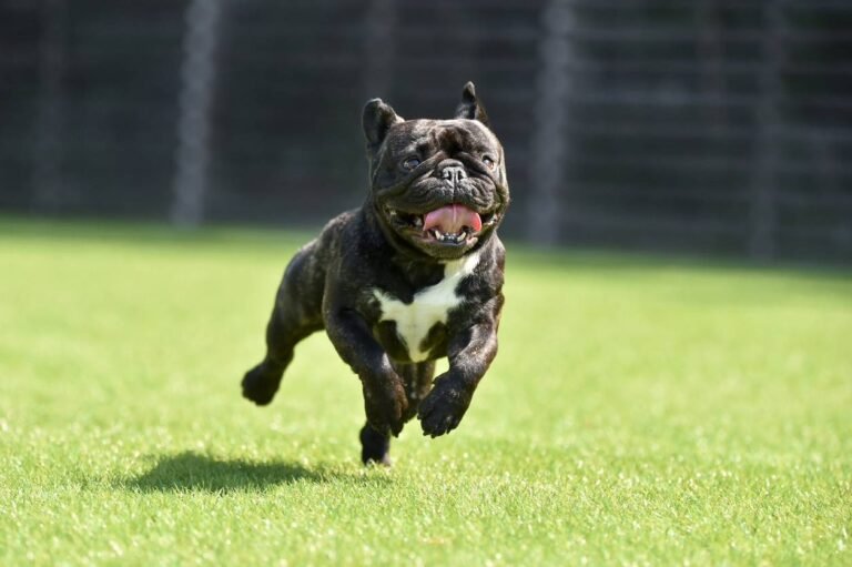 Where to take your dog in Kansas City Dog running at park. Where to take your dog out in Kansas City
