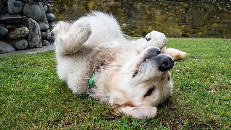 Why Do Pets Roll Like That Why Do Pets Roll Like That