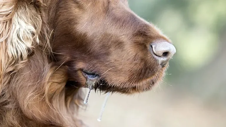 Why Do Some Dogs Drool So Much Why Do Some Dogs Drool So Much