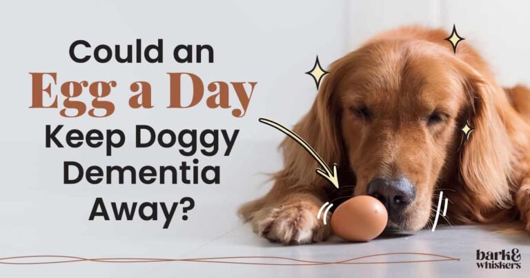 Why Eggs Are a Superfood Treat for Your Pet Why Eggs Are a Superfood Treat for Your Pet