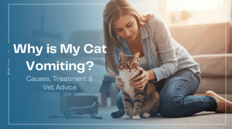 Why Is My Cat Vomiting? Causes, Treatment & Vet Advice