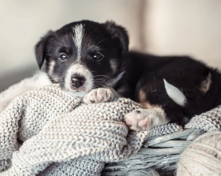 Why Pet Adoption Might Just be the Paw-fect Feel-Good Story of 2026