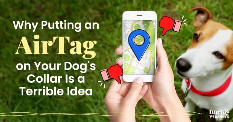 Why Putting an AirTag on Your Dog's Collar Is a Terrible Idea