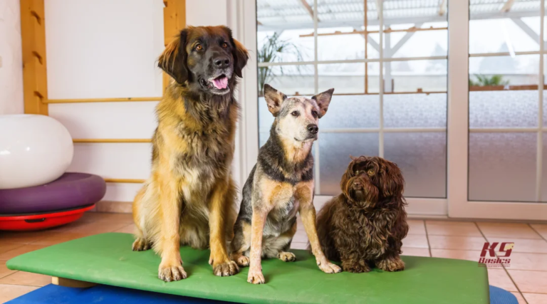 Why Trained Dogs Should Board Where They Learn 17