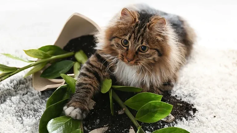 Why Your Cat Thinks Gravity Is a Game Why Your Cat Thinks Gravity Is a Game