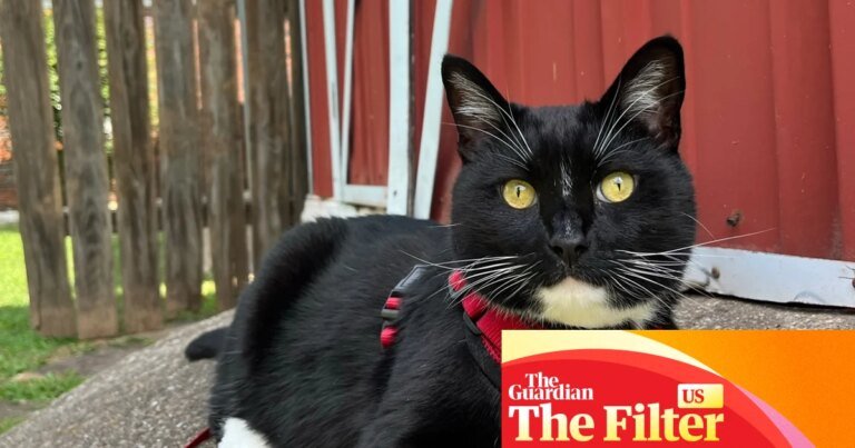 ‘The leash is his best friend’: how (and why) I walk my cat outside like a dog | Cats ‘The leash is his best friend’: how (and why) I walk my cat outside like a dog | Cats