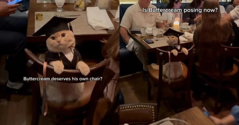 ‘Well-Behaved’ Cat Goes Viral for Attending a Graduation Party ‘Well-Behaved’ Cat Goes Viral for Attending a Graduation Party