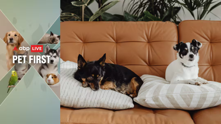 5 Ways To Give Your Pet A Longer, Healthier Life