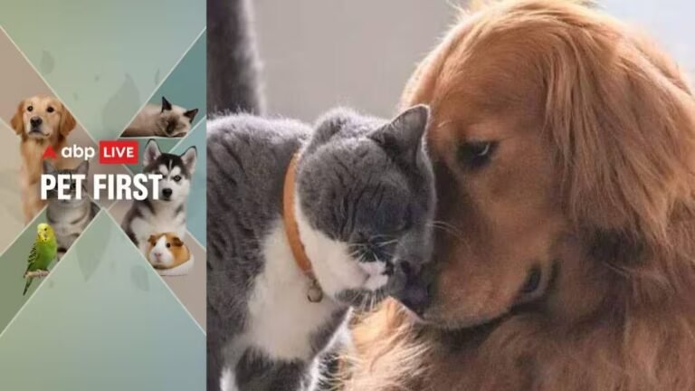 ABP Live Pet First | 7 Easy Ways To Keep Your Dog Or Cat Safe This Rainy Season