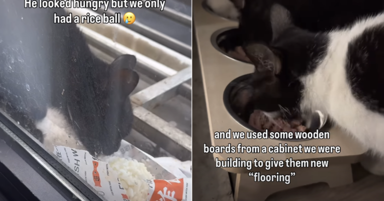 After Meeting 4 Cats, Human Is Not Just a ‘Dog Person’ Anymore
