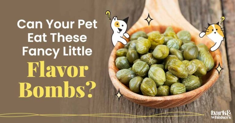 Are Capers Good for Pets? Are Capers Good for Pets?