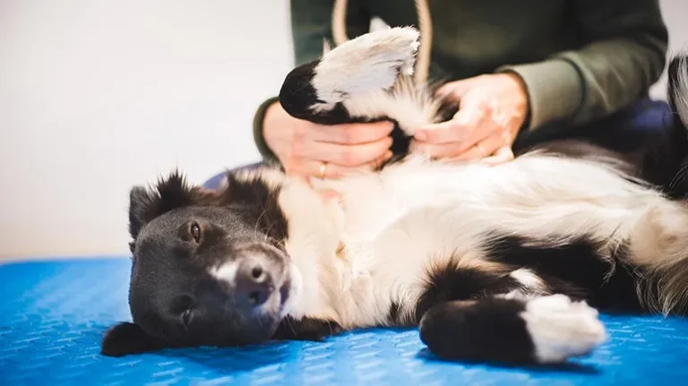 Are More Pet Owners Exploring This for Their Stiff and Sore Companions? Are More Pet Owners Exploring This for Their Stiff and Sore Companions?