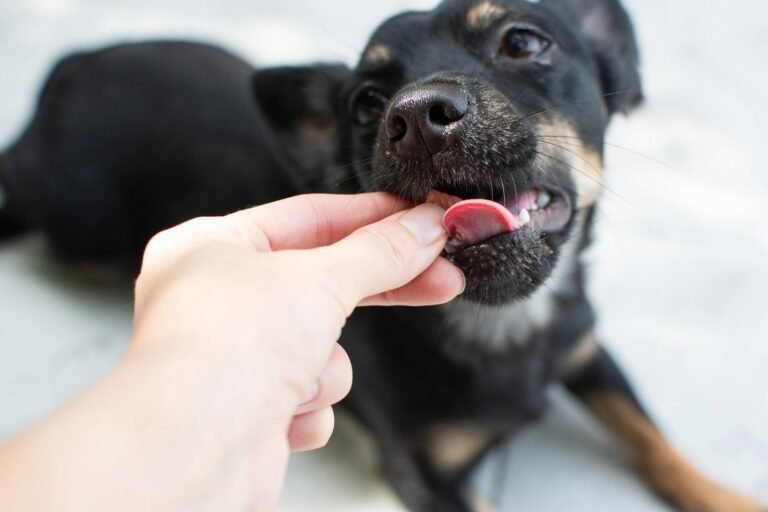 Benefits of Hand Feeding your Puppy Hand feeding German Shepherd puppy. Benefits of Hand Feeding your Puppy