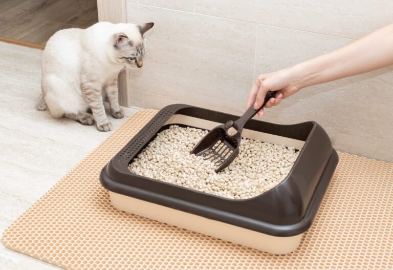Best Cat Litters of 2026: Tested Picks for Odour Control, Low Dust & Easy Cleanup