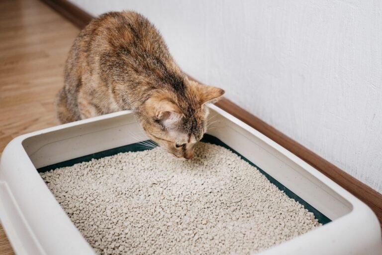 Best Natural Cat Litters of 2026: Top Eco-Friendly Picks for Odour Control & Easy Cleanup Best Natural Cat Litters of 2026: Top Eco-Friendly Picks for Odour Control & Easy Cleanup