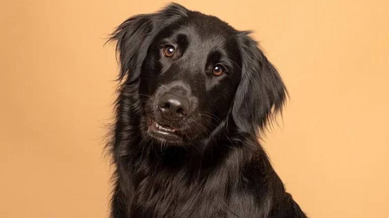 Can ‘Baby Talk’ Help Puppies Learn Words? Can 'Baby Talk' Help Puppies Learn Words?