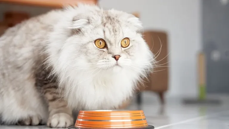 Can This Missing Nutrient Change Your Cat’s Life? Can This Missing Nutrient Change Your Cat's Life?
