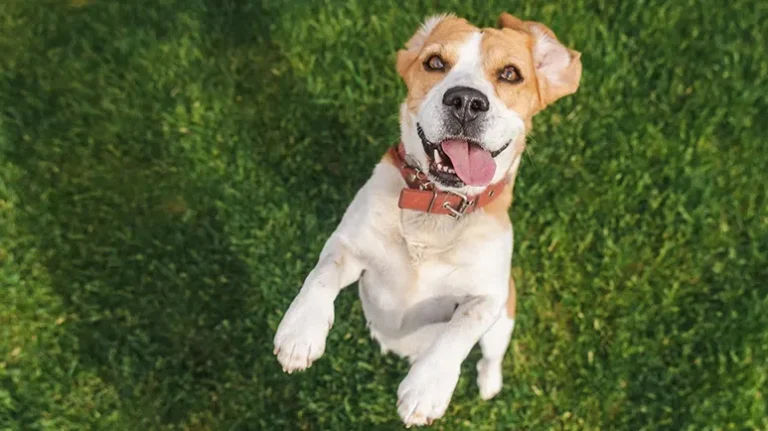 Canine Freestyle Dancing – A Choreographed Musical Program Canine Freestyle Dancing - A Choreographed Musical Program
