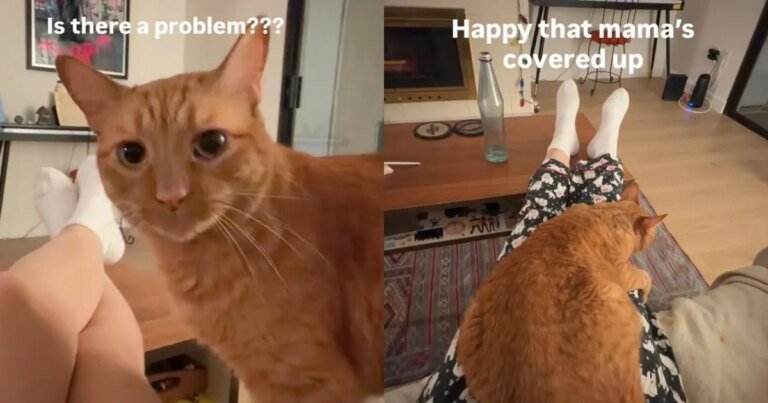 Cat Becomes the 'Fashion Police' When Owner Does This