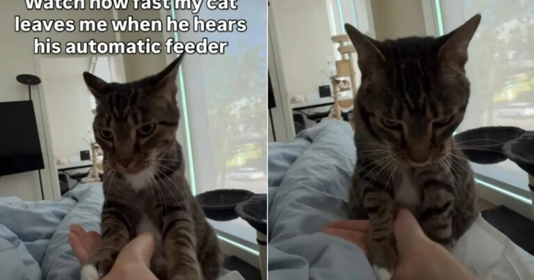 Cat Forgets Owner & Practically Sprints Upon Hearing the Feeder Cat Forgets Owner & Practically Sprints Upon Hearing the Feeder